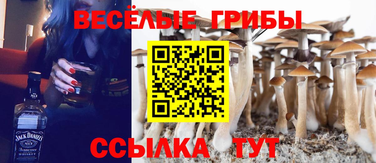 Псилоцибиновые грибы Psilocybe Свободный